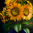 Sunflowers [Pastel Cloner]