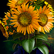 Sunflowers [Round Oil Pastel]