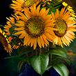 Sunflowers [Sargent]