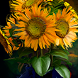Sunflowers [Smeary Round]